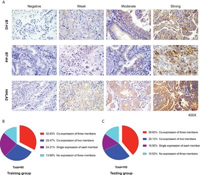 Novel immune scoring dynamic nomograms based on B7-H3, B7-H4, and HHLA2: Potential prediction in survival and immunotherapeutic efficacy for gallbladder cancer